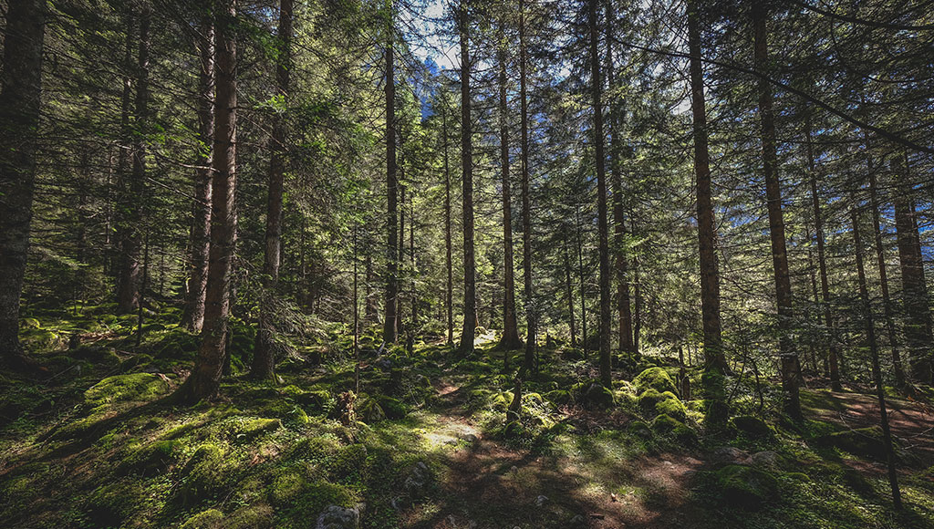 foresta