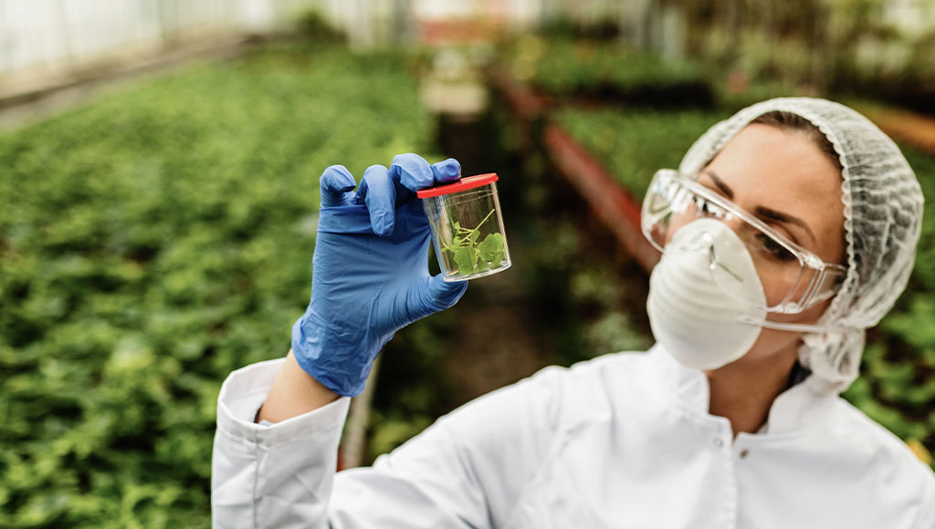 gestione rischio fitosanitario pallets